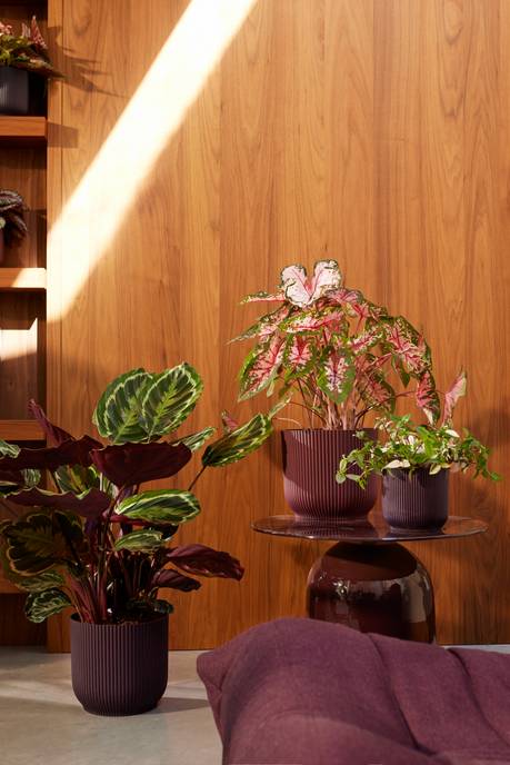 the winery collection 22cm morado oscuro